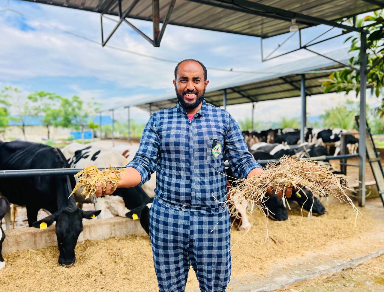 Advantages_of_Silage_Over_Dry_Grass